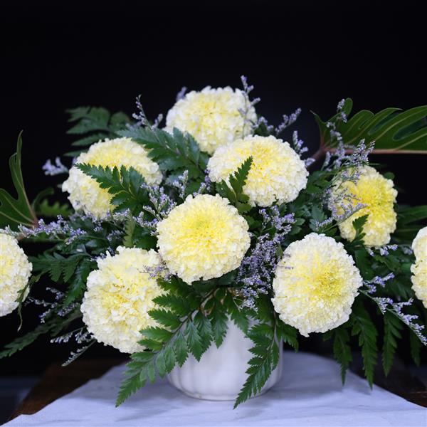 African Marigold Other White Swan - Container