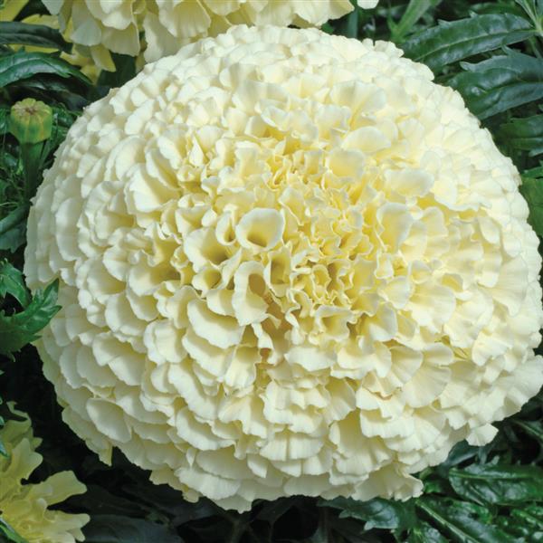 African Marigold Vanilla - Bloom