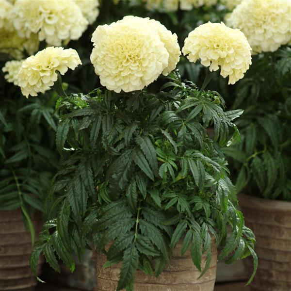 African Marigold Other Vanilla - Container