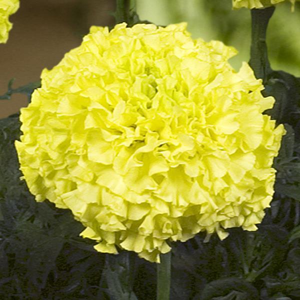 African Marigold Nosento Limegreen - Bloom