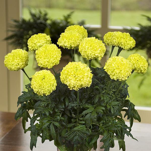 African Marigold Other Nosento Limegreen - Container
