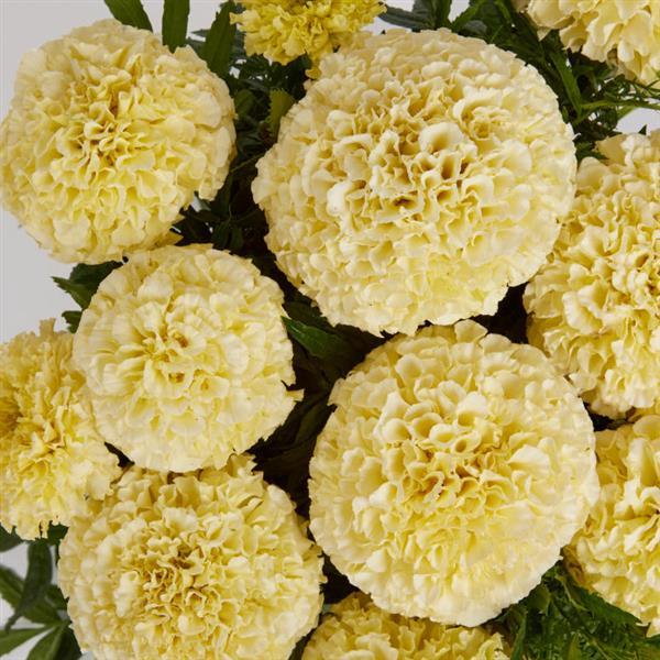 African Marigold Lanna Lace - Bloom