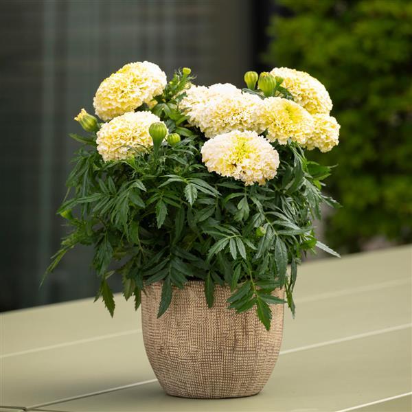 African Marigold Other Lanna Lace - Container