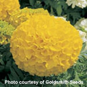 African Marigold Antigua Gold - Bloom