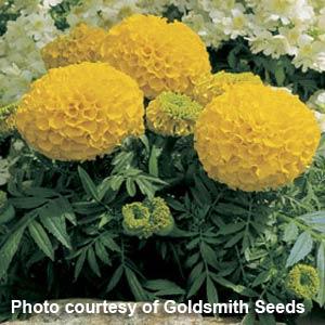 African Marigold Antigua Gold - Garden
