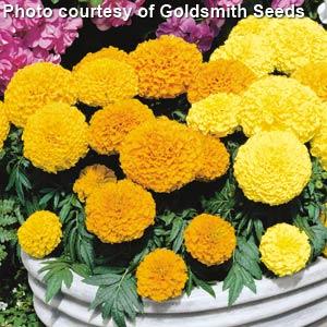 African Marigold Antigua Mix - Bloom