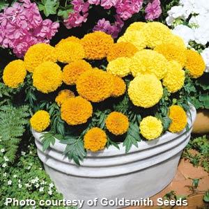 African Marigold Antigua Mix - Container