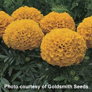 African Marigold Antigua Orange - Bloom