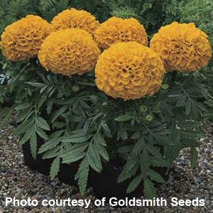 African Marigold Antigua Orange - Garden