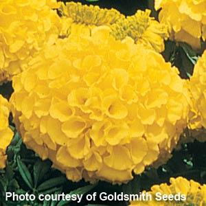 African Marigold Antigua Primrose - Bloom