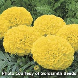 African Marigold Antigua Yellow - Bloom