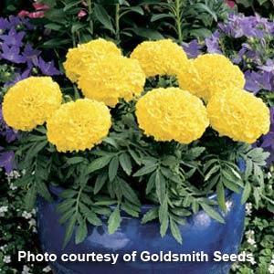 African Marigold Antigua Yellow - Container