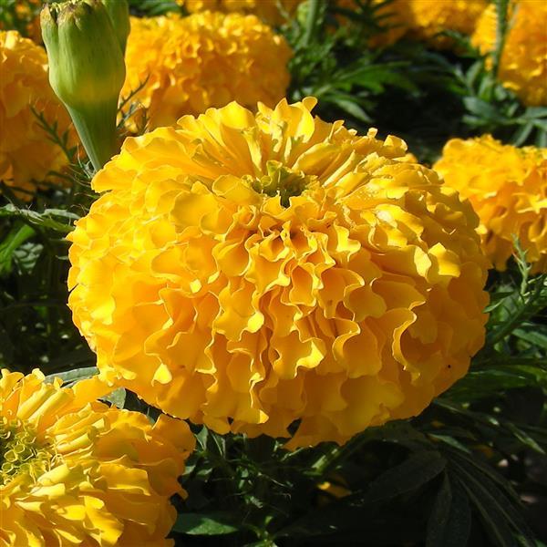 African Marigold Bali Gold - Bloom