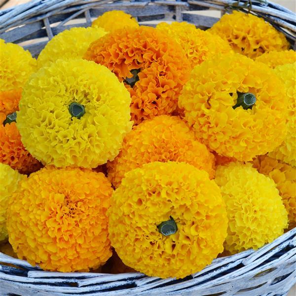 African Marigold Bali Mix - Bloom