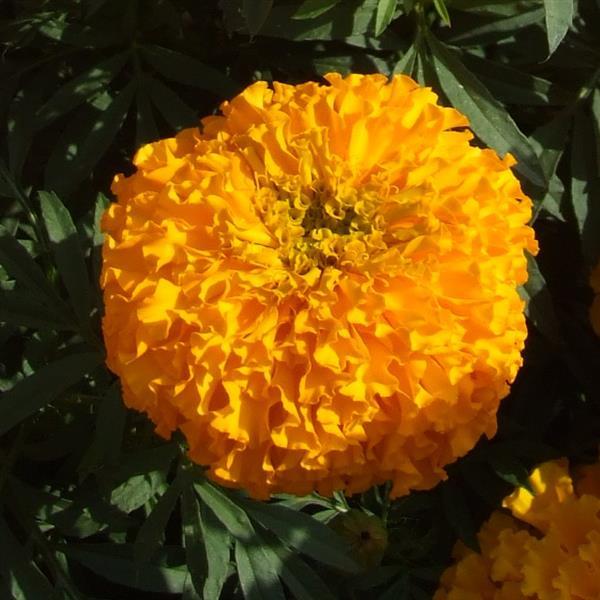 African Marigold Bali Orange - Bloom