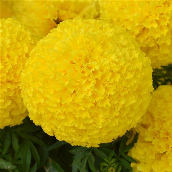 African Marigold Bali Yellow - Bloom