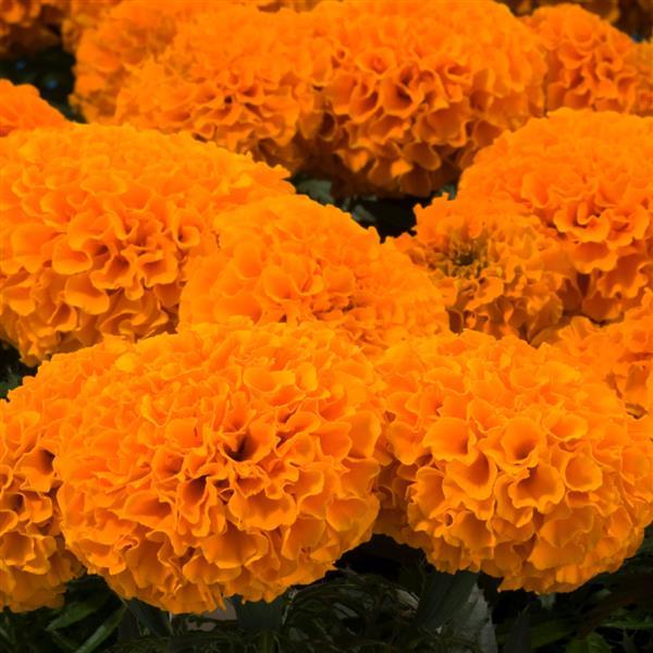 African Marigold Discovery Orange - Bloom