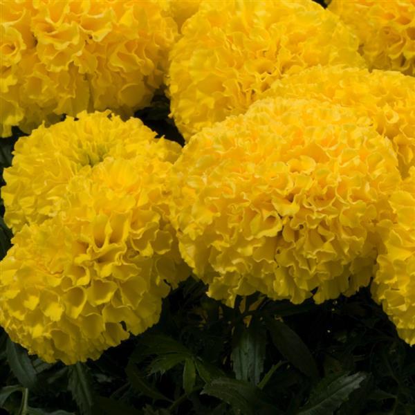 African Marigold Discovery Yellow - Bloom