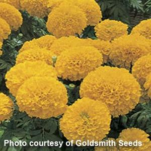 African Marigold Inca Gold - Bloom