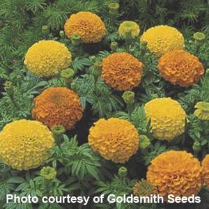 African Marigold Inca Mix - Bloom
