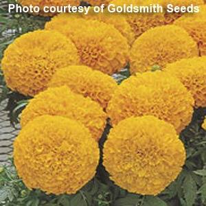 African Marigold Inca Orange - Bloom
