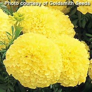 African Marigold Inca Primrose - Bloom