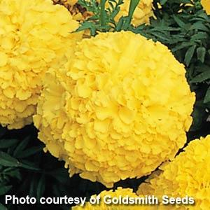 African Marigold Inca Yellow - Bloom