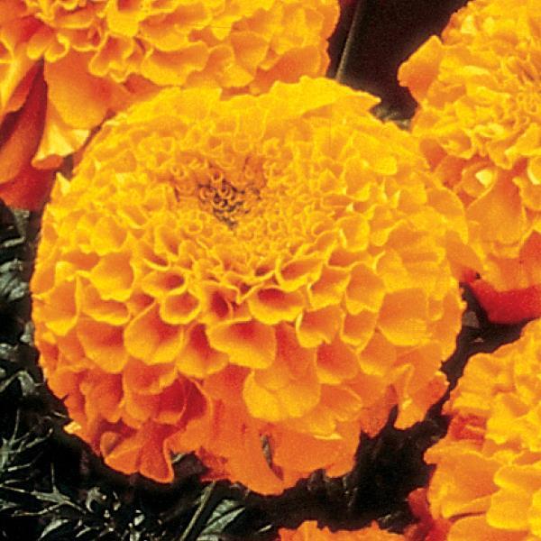 African Marigold Perfection Orange - Bloom