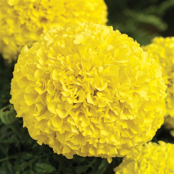 African Marigold Perfection Yellow - Bloom