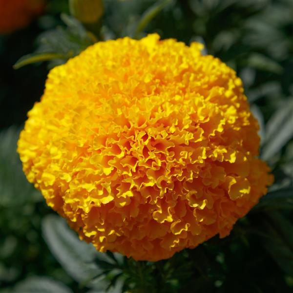 African Marigold Coco Gold - Bloom