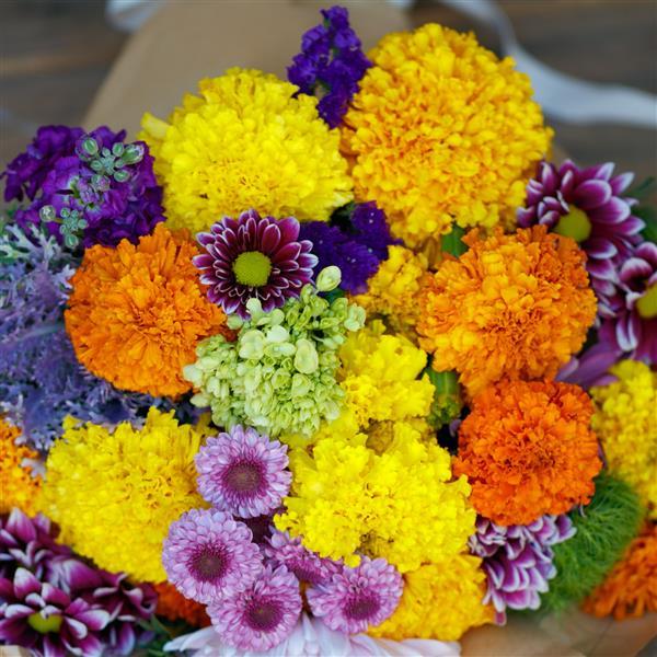 African Marigold Coco Mix - Bloom