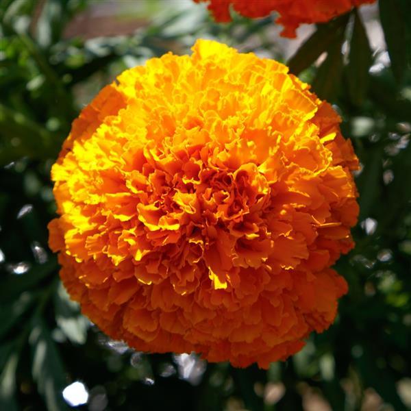 African Marigold Coco Deep Orange - Bloom