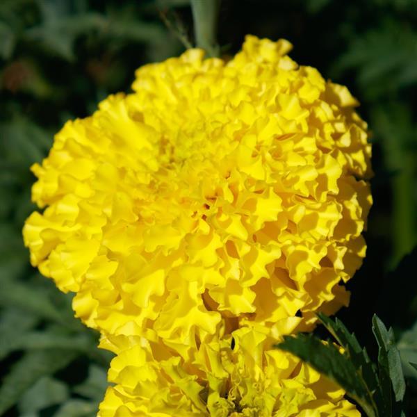 African Marigold Coco Yellow - Bloom