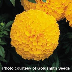 African Marigold Inca II Gold - Bloom