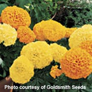 African Marigold Inca II Mix - Bloom