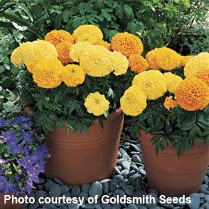 African Marigold Inca I I Mix - Container