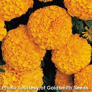 African Marigold Inca I I Orange - Bloom