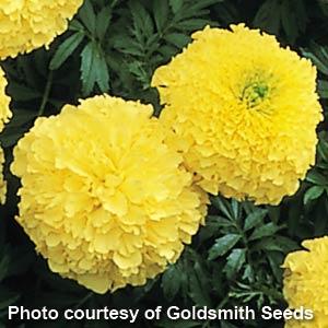 African Marigold Inca II Primrose - Bloom