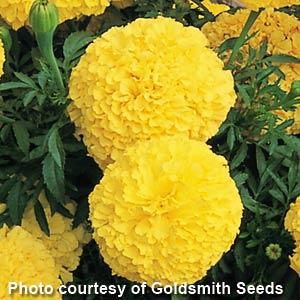 African Marigold Inca II Yellow - Bloom