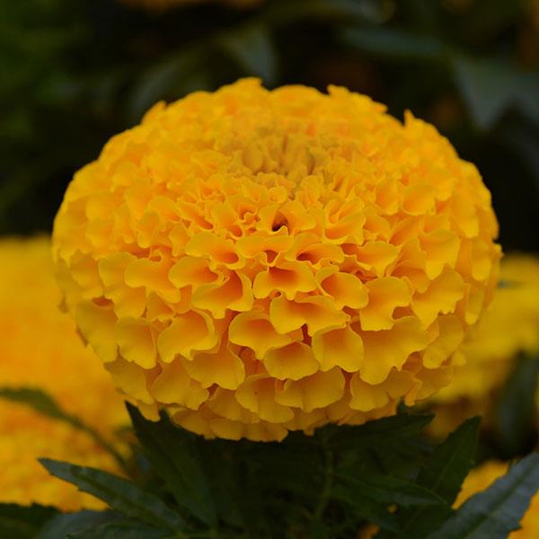 African Marigold Taishan® Gold - Bloom