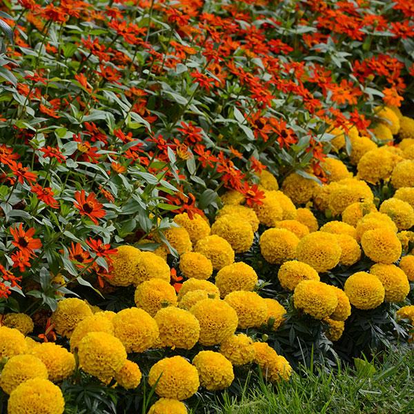 African Marigold Taishan Gold - Commercial Landscape 1