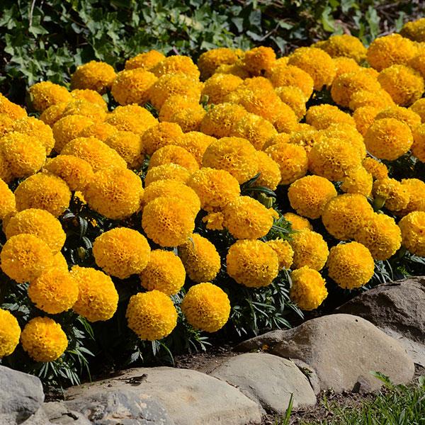African Marigold Taishan Gold - Commercial Landscape 2