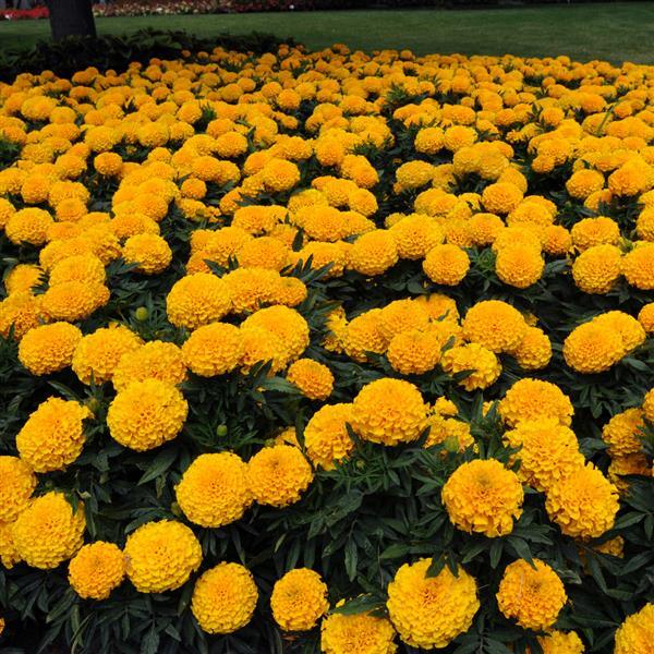 African Marigold Taishan Gold - Greenhouse