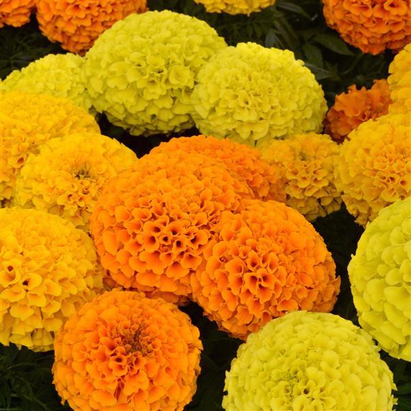 African Marigold Taishan Mixture - Bloom