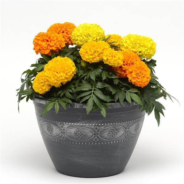 African Marigold Taishan Mixture - Container