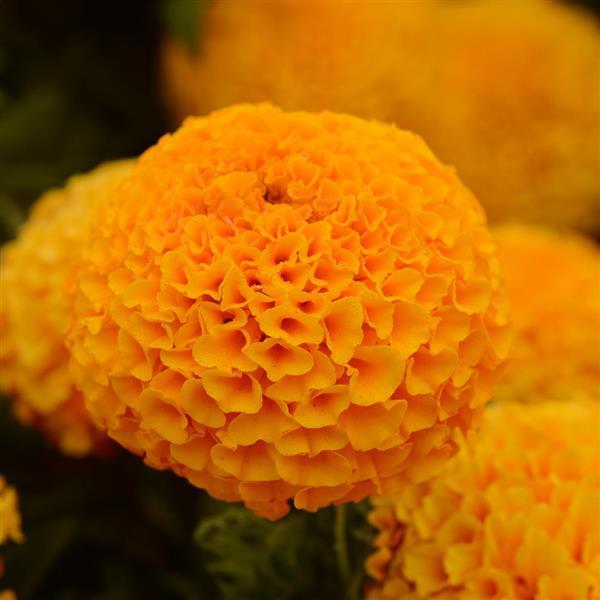 African Marigold Taishan® Orange - Bloom