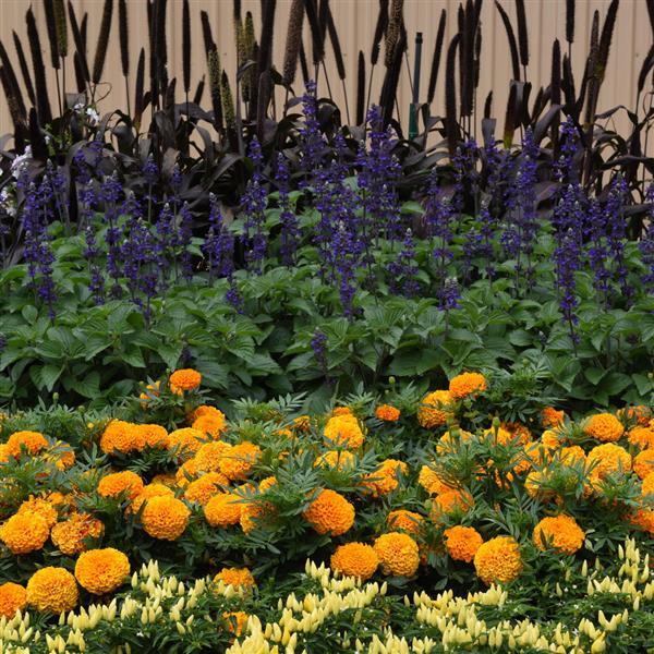 African Marigold Taishan Orange - Commercial Landscape 1