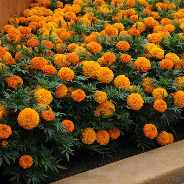 African Marigold Taishan Orange - Landscape