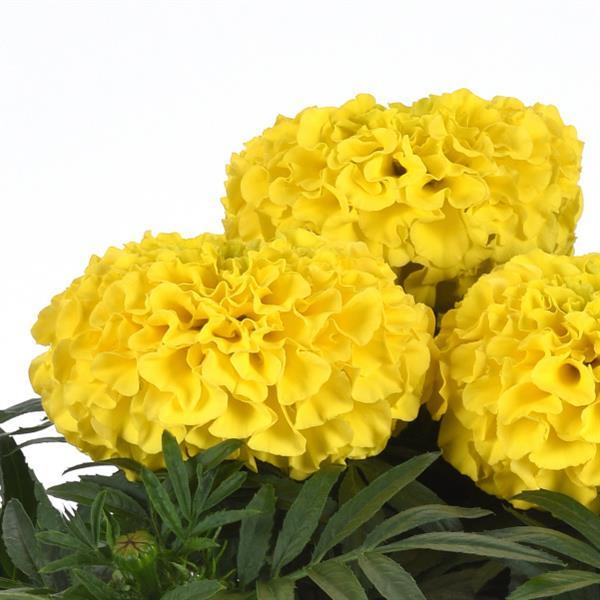 African Marigold Taishan® Yellow - Bloom