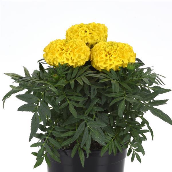 African Marigold Taishan Yellow - Container